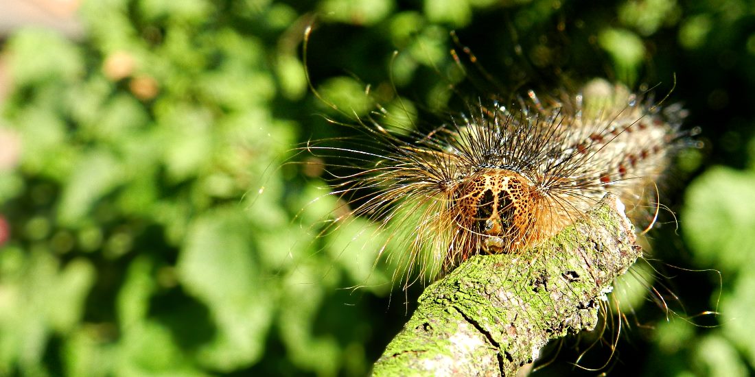 JW photography caterpillar